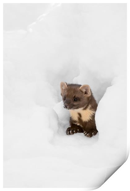 Pine Marten Hunting in the Snow Print by Arterra 