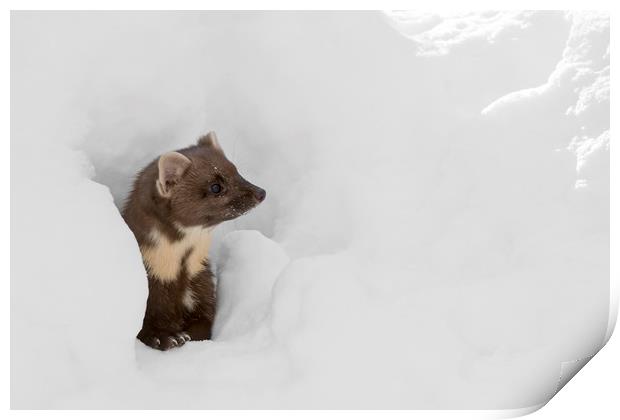 Curious Pine Marten in Winter Print by Arterra 