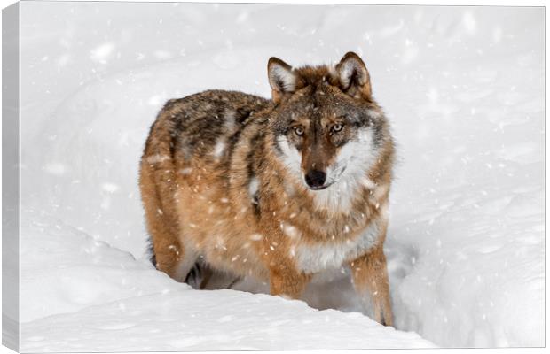 Wolf in the Snow in Winter Canvas Print by Arterra 