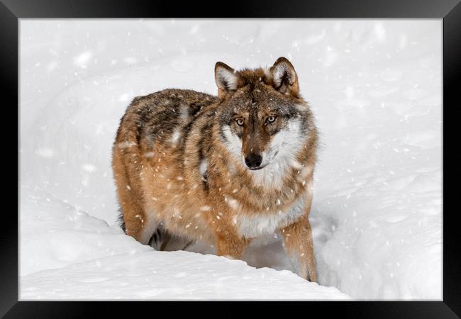 Wolf in the Snow in Winter Framed Print by Arterra 