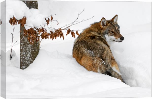 Wolf Hunting in the Snow in Winter Canvas Print by Arterra 