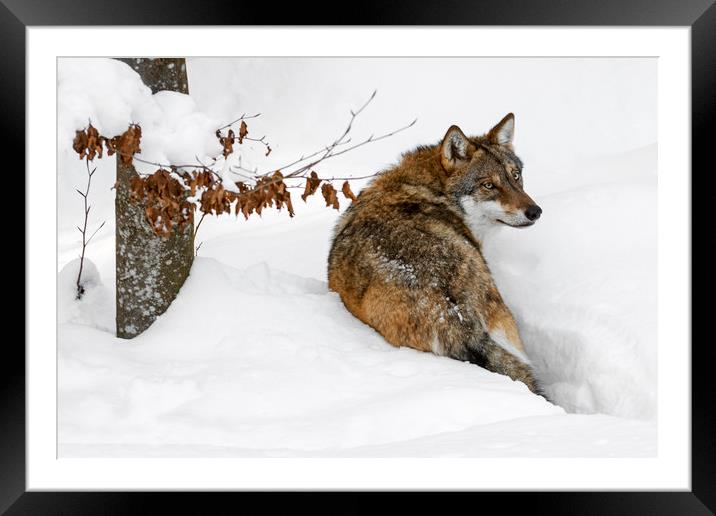 Wolf Hunting in the Snow in Winter Framed Mounted Print by Arterra 