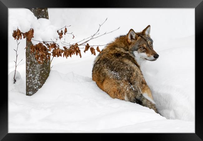 Wolf Hunting in the Snow in Winter Framed Print by Arterra 