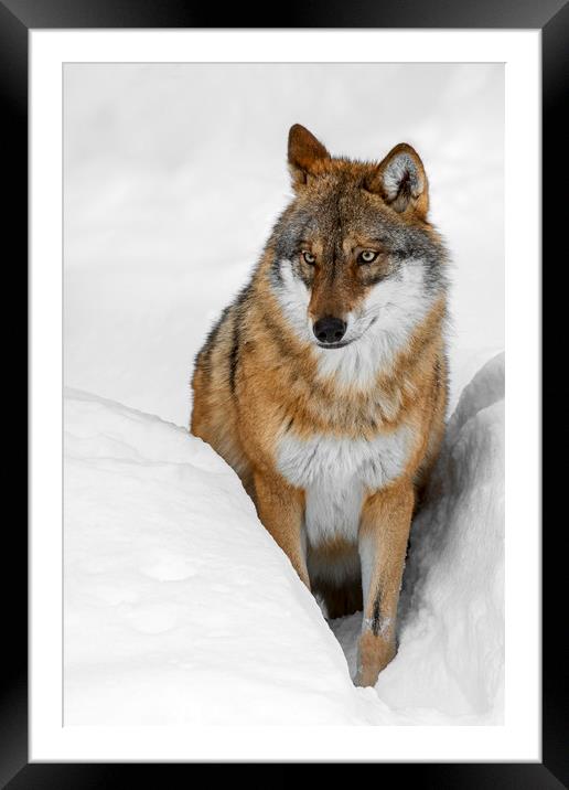 Wolf in the Snow in Winter Framed Mounted Print by Arterra 