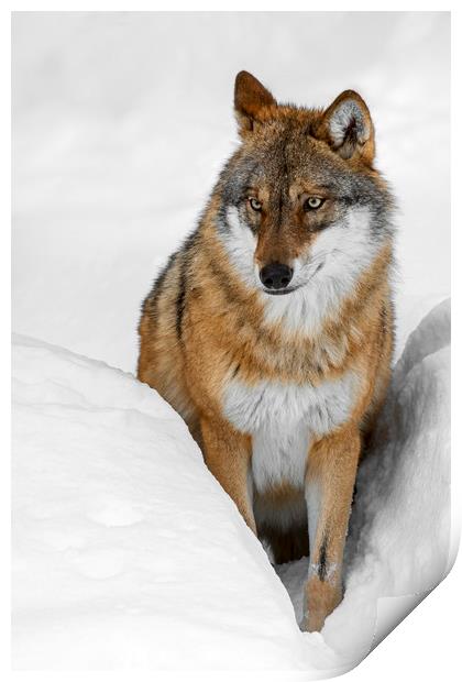 Wolf in the Snow in Winter Print by Arterra 