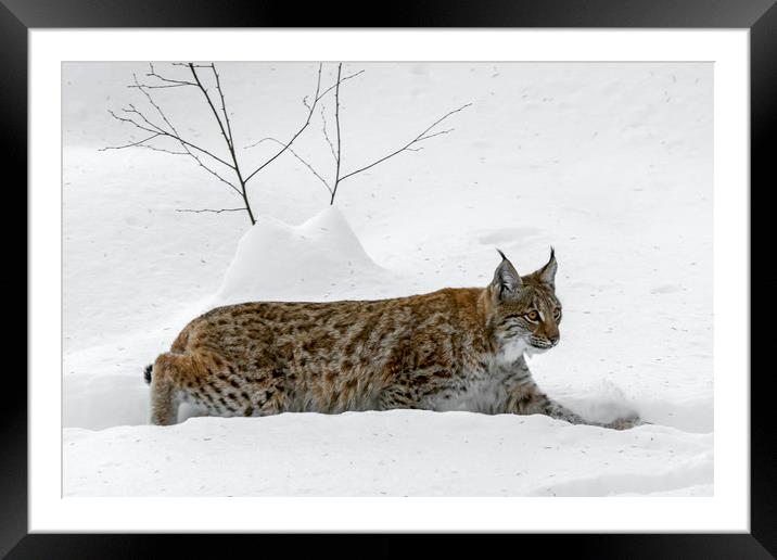 Lynx Hunting in the Snow in Winter Framed Mounted Print by Arterra 