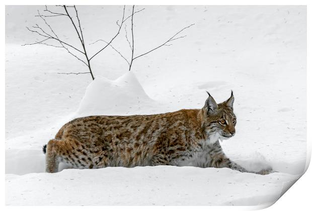 Lynx Hunting in the Snow in Winter Print by Arterra 