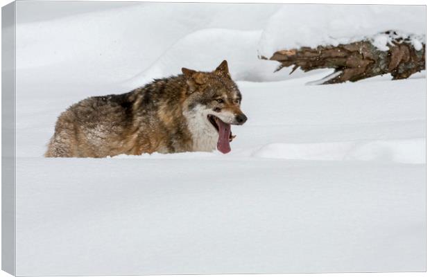 Wolf Hunting in the Snow in Winter Canvas Print by Arterra 