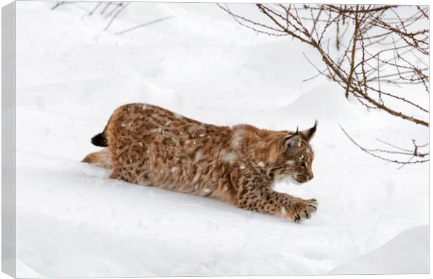 Young Lynx Hunting in the Snow in Winter Canvas Print by Arterra 