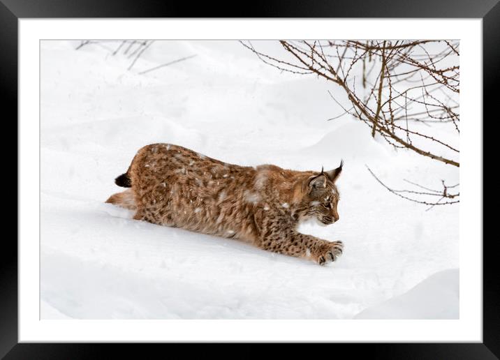 Young Lynx Hunting in the Snow in Winter Framed Mounted Print by Arterra 