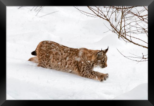 Young Lynx Hunting in the Snow in Winter Framed Print by Arterra 