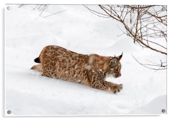 Young Lynx Hunting in the Snow in Winter Acrylic by Arterra 