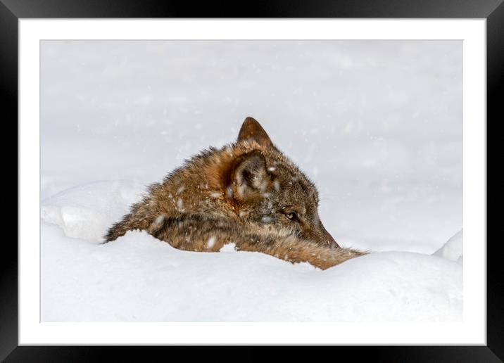 Wolf Resting in the Snow in Winter Framed Mounted Print by Arterra 