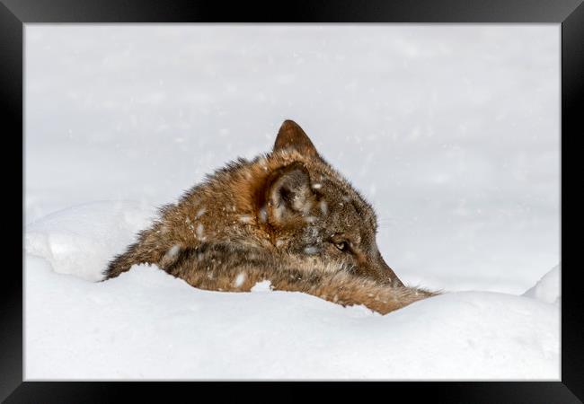 Wolf Resting in the Snow in Winter Framed Print by Arterra 