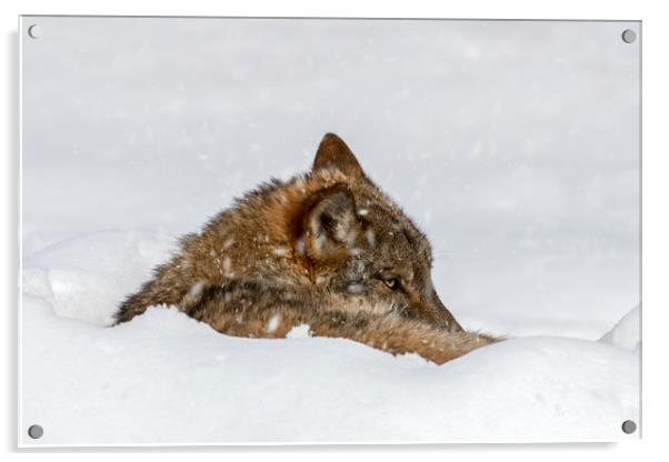 Wolf Resting in the Snow in Winter Acrylic by Arterra 