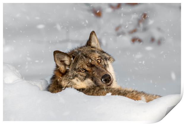 Wolf Resting in the Snow in Winter Print by Arterra 