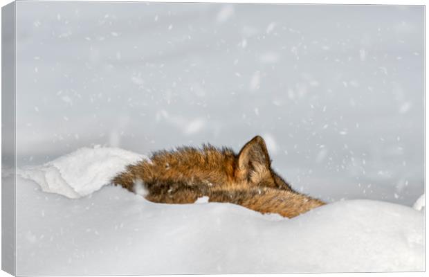Wolf Sleeping in the Snow in Winter Canvas Print by Arterra 