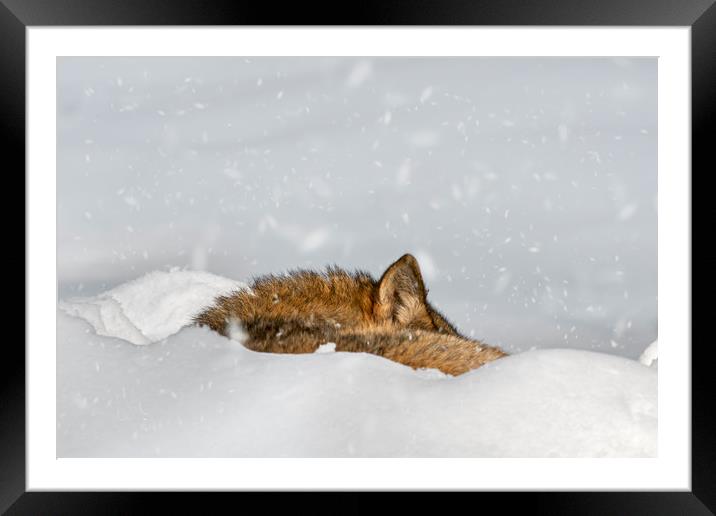 Wolf Sleeping in the Snow in Winter Framed Mounted Print by Arterra 
