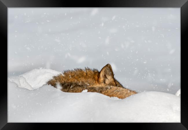 Wolf Sleeping in the Snow in Winter Framed Print by Arterra 
