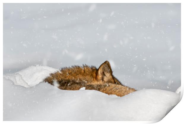 Wolf Sleeping in the Snow in Winter Print by Arterra 
