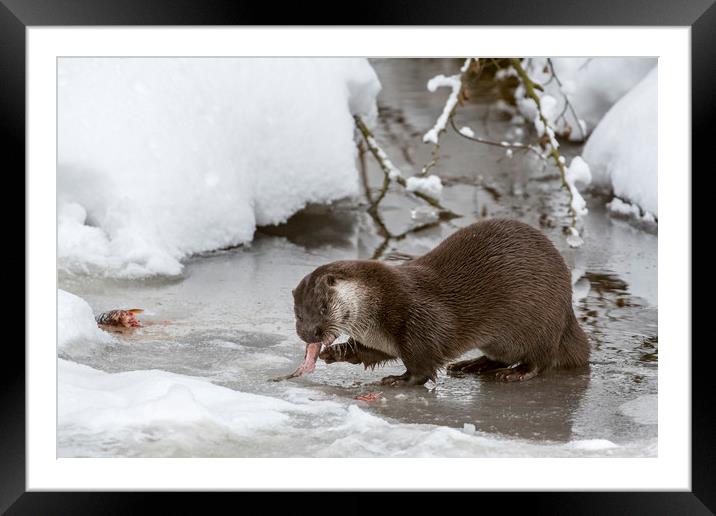 Otter Eating Fish in Winter Framed Mounted Print by Arterra 