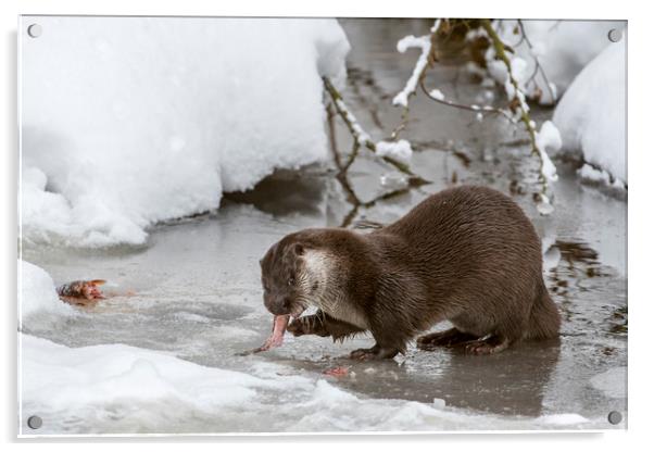 Otter Eating Fish in Winter Acrylic by Arterra 