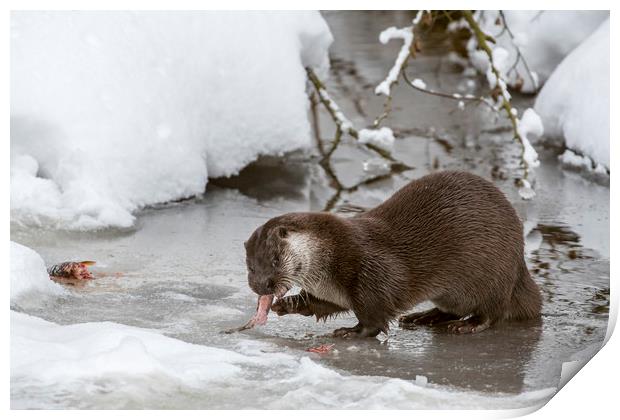Otter Eating Fish in Winter Print by Arterra 