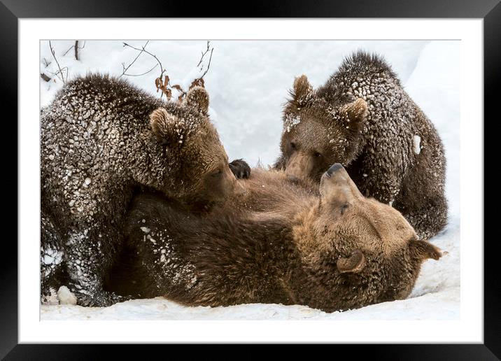 Brown Bear Suckling Cubs in the Snow Framed Mounted Print by Arterra 