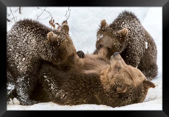 Brown Bear Suckling Cubs in the Snow Framed Print by Arterra 