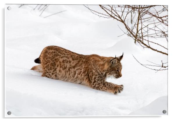 Young Lynx in the Snow in Winter Acrylic by Arterra 
