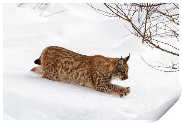 Young Lynx in the Snow in Winter Print by Arterra 