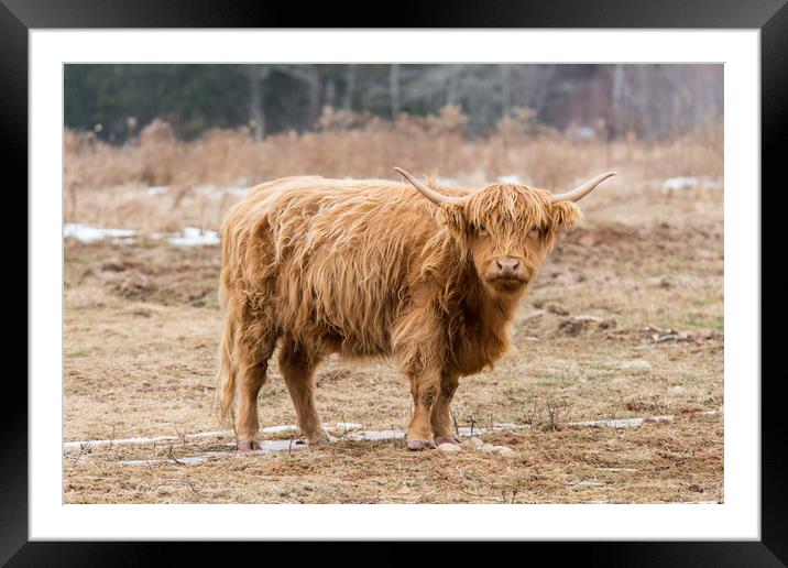 Highland Beast Framed Mounted Print by Roxane Bay