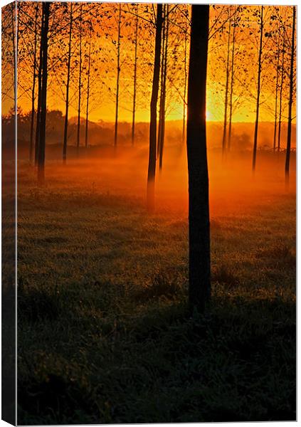 Sunrise through the Trees Canvas Print by Pete Hemington
