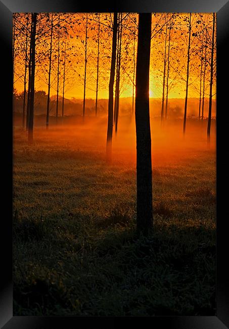 Sunrise through the Trees Framed Print by Pete Hemington