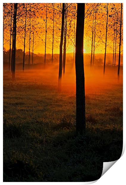 Sunrise through the Trees Print by Pete Hemington