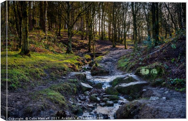 Woodland Stream Canvas Print by Colin Metcalf