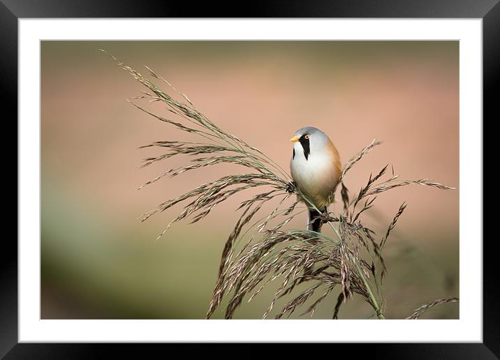 Upper Limit - Bearded Tit Framed Mounted Print by Simon Wrigglesworth