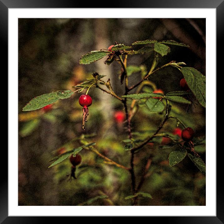Wild Rosehips Framed Mounted Print by Fred Denner