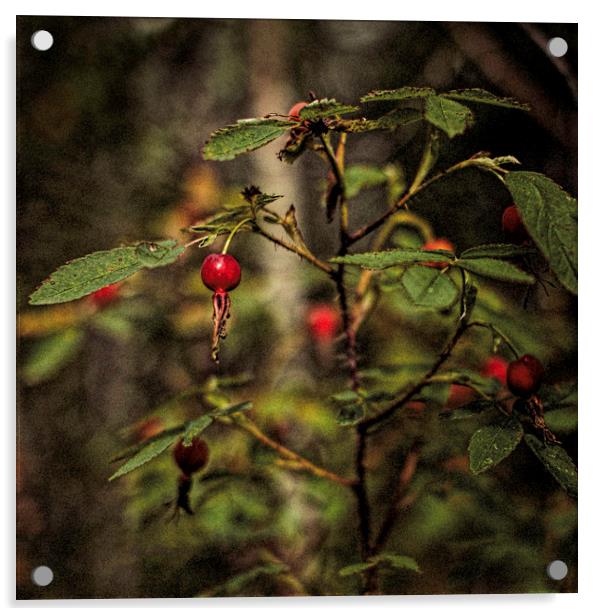 Wild Rosehips Acrylic by Fred Denner