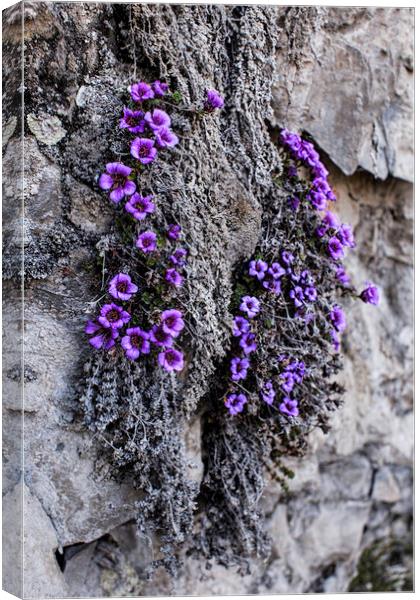 Purple Mountain Saxifrage Canvas Print by Fred Denner