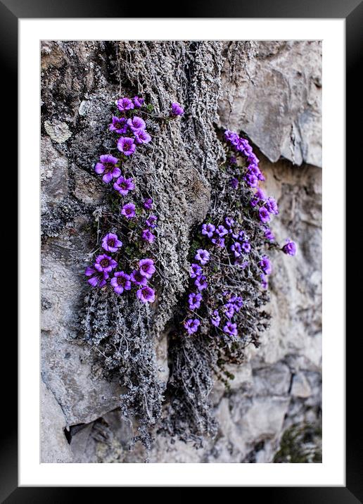 Purple Mountain Saxifrage Framed Mounted Print by Fred Denner