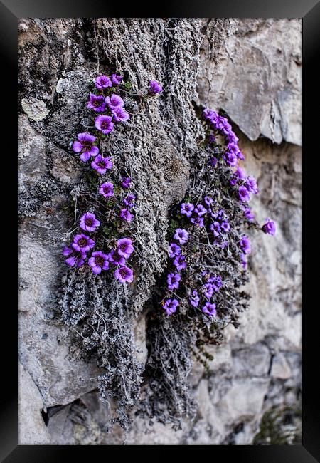 Purple Mountain Saxifrage Framed Print by Fred Denner