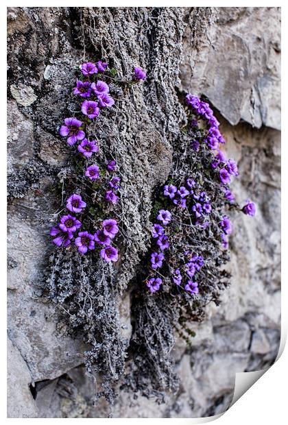 Purple Mountain Saxifrage Print by Fred Denner