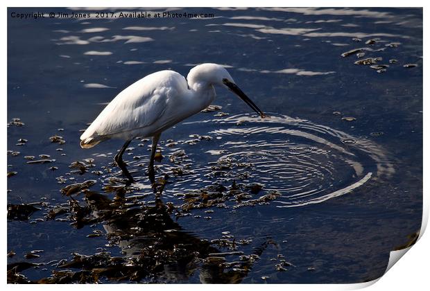 Catching breakfast Print by Jim Jones