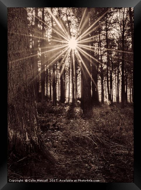 Sun Burst Framed Print by Colin Metcalf