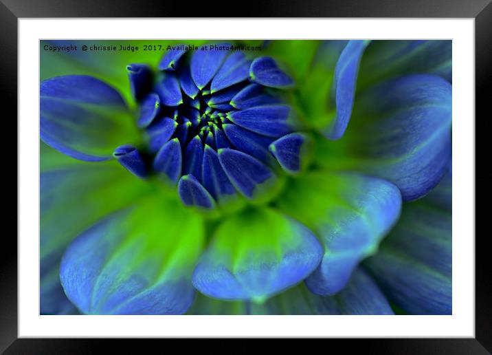 Blue  Dahlia Framed Mounted Print by Heaven's Gift xxx68