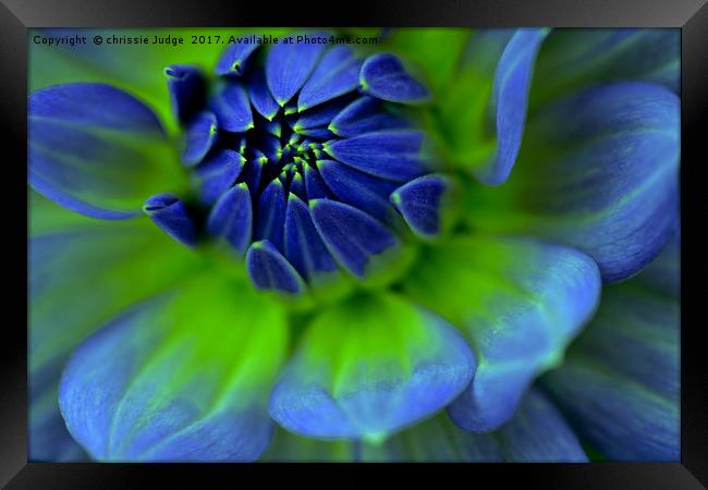 Blue  Dahlia Framed Print by Heaven's Gift xxx68