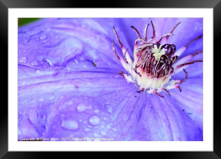 Close-up of a clematis flower Framed Mounted Print by Diane Jones