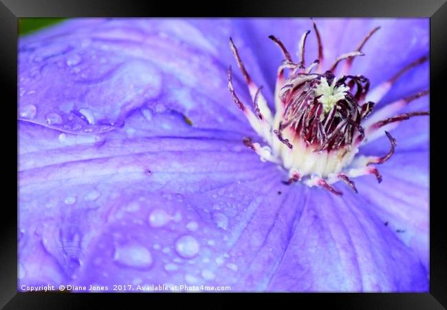 Close-up of a clematis flower Framed Print by Diane Jones