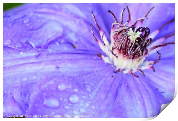 Close-up of a clematis flower Print by Diane Jones